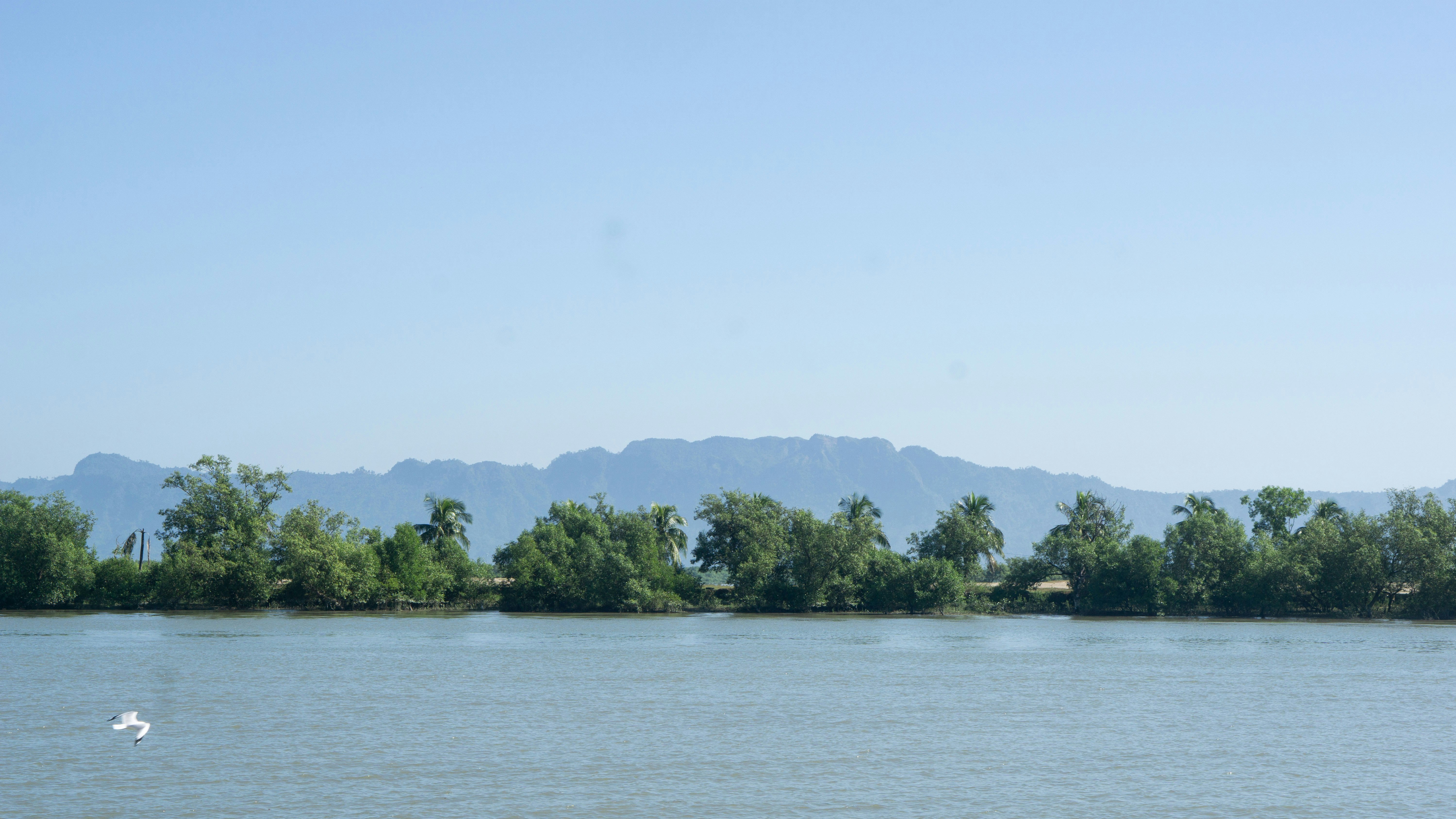 green trees near body of water during daytime